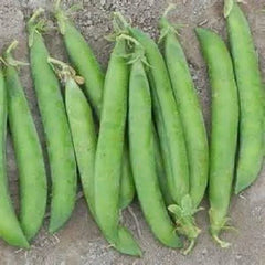Maestro Pea Seeds - Fresh Pea Seed Variety - Pisum sativum - Non-GMO, Heirloom, Garden Seeds - Free Shipping Available