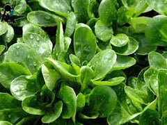 Dutch Corn Salad Seeds - 500+ Count - Lamb’s Lettuce Mache - Locusta Herb Vegetable - Heirloom Seeds USA