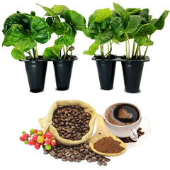 Coffee Plant 4 Pack - Arabica Live Plants - Perfect for Coffee Lovers - Coffea arabica