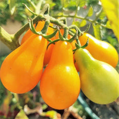 Yellow Pear Tomato Seeds | Teardrop Grape Orange Cherry Tomato Seeds | Solanum lycopersicum | 2025 Harvest