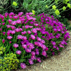 20 Ice Plant Seeds - Delosperma cooperi - Hardy Ground Cover Daisy Flower, Drought Resistant, Colorful Garden Accent