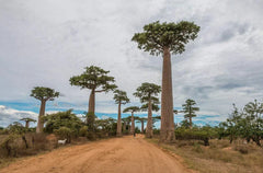 Baobab Tree Seeds - Capricata Variety - Rare Tropical Adansonia Digitata - Grow Your Own Exotic Plant