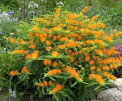 Orange Butterfly Weed Seeds - 50+ Native Wildflower Seeds for Container Garden - Asclepias tuberosa, Heat & Cold Tolerant