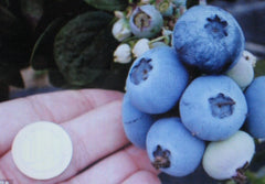 Northern Highbush Blueberry Seeds - 1000 Count - Attracts Wildlife Birds & Bears - Vaccinium corymbosum