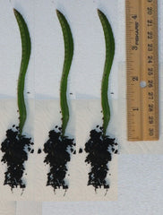 Rooted Yellow Dragon Fruit Seedlings - 4 Inch Cactus Plants (Hylocereus undatus) - Tropical Fruit Garden Starter