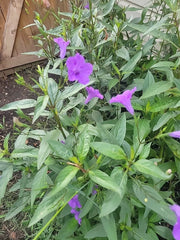 20 Bare Root Mexican Petunia Plants, Purple Ruellia Brittoniana, Esquejes De Petu Me