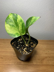 Golden Pothos Plant | Fully Rooted | 2” Pot | Epipremnum aureum