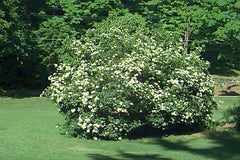 Arrowwood Viburnum Shrub Set of 2 Live Plants 8-12 Inches Viburnum dentatum