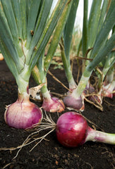 Scarlet Bandit Onion Seeds - 200+ Bunching Onion Vegetable - NON-GMO - Allium fistulosum