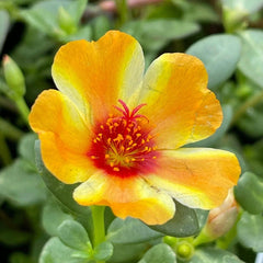 Mango Twist Portulaca Oleracea Plant - Colorful Purslane Succulent - US Seller