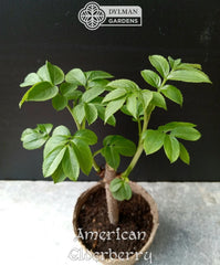 American Elderberry Plants - Live 4 to 6 Inch Sambucus canadensis - Dormant Shipping October to March