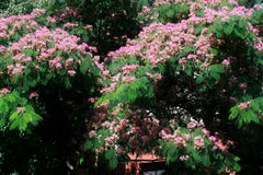 Silk Tree Seeds | 30 Pre-Stratified Exotic Ornamental Seeds | Albizia julibrissin