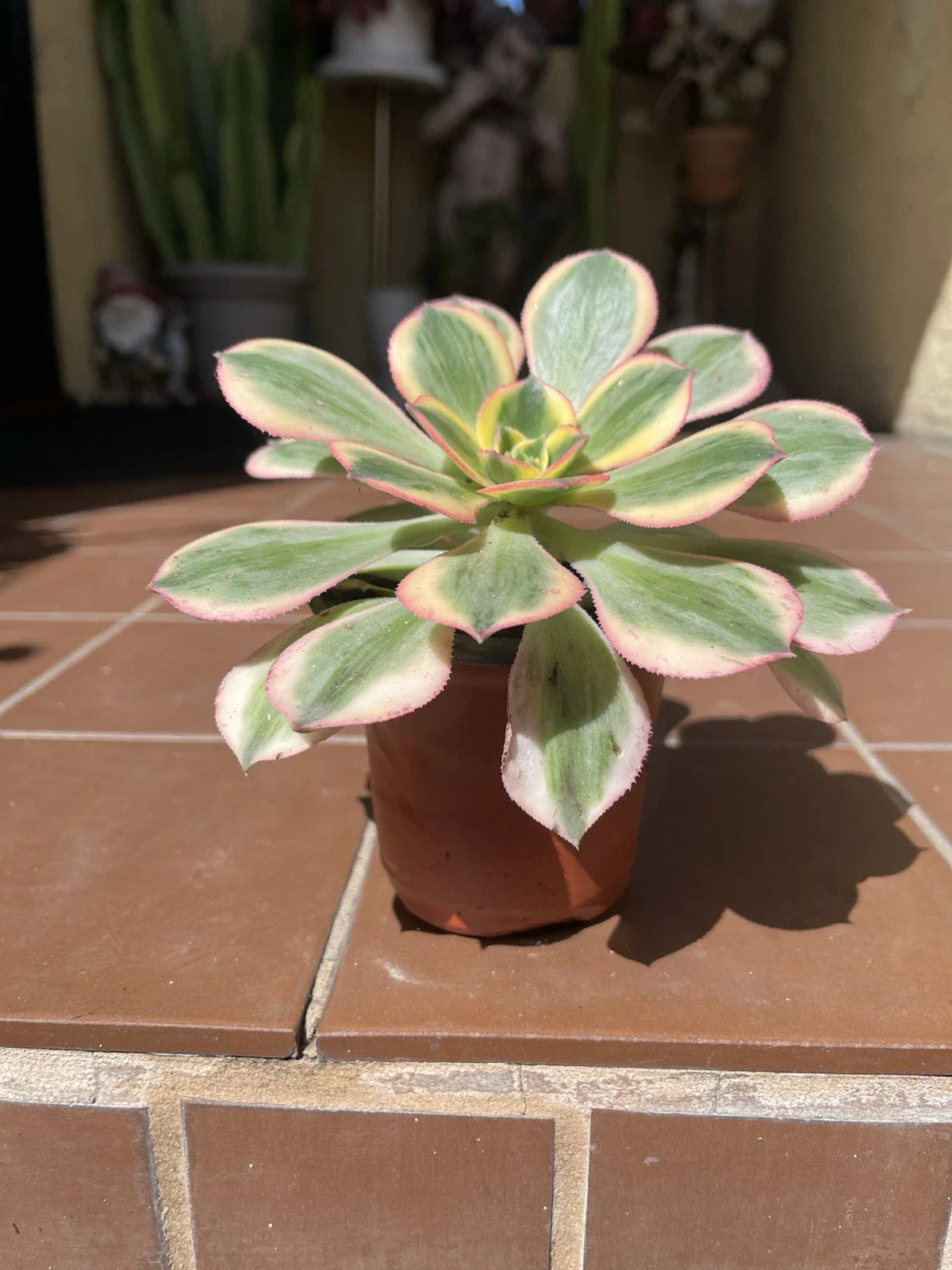 Aeonium Sunburst Succulent Cutting 4-6”