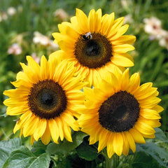 Sunflower Seeds - Grey Striped Mammoth Variety - Fresh Non-GMO Seeds - Helianthus annuus