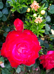 Classic Red Rose Cuttings - 3 Stem Fresh with Lighter Center - Rosa spp.
