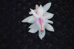 Christmas Cactus Starter Plant - Snow Fire - Schlumbergera Truncata