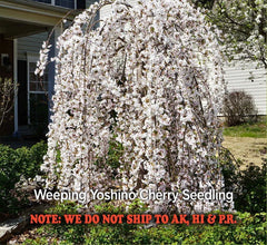 Weeping Yoshino Cherry Tree - Live Plant in 2.5" Pot - Pink Spring Blooms - Prunus x yedoensis
