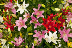 Asiatic Lily Bulbs - 6 Fresh Planting Bulbs, Easy to Grow, Made in USA, Lilium asiatica