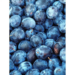 Dwarf Italian Plum Tree Bare Root - Prunus Domestica - Fruiting Variety - Free Shipping