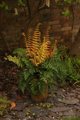 Dryopteris ‘Jurassic Gold’ Fern – Golden Shield Fern, Hardy Perennial Shade Plant, Bare Root Starter for Garden & Woodland Landscapes