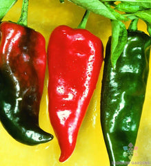 Anaheim Chili Hot Pepper Seeds - 25+ Premium Seeds for Garden Planting - Capsicum annuum - USA