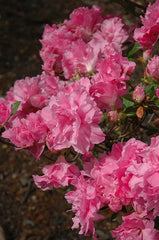 Azalea Starter Plant - Orchid Pink Triple Blooms - Rhododendron Deciduous