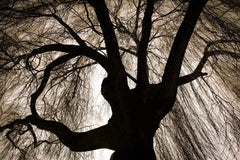 Black Weeping Willow Tree Cuttings - Rare Black Variety for Planting - Salix babylonica 'Black'