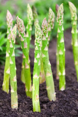 Asparagus Bare Root Plants 2-Year Crowns, Millennium Variety, Asparagus officinalis