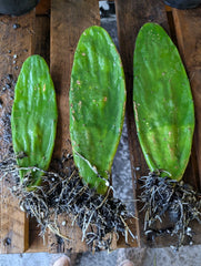 Live Eastern Prickly Pear Cactus Plants - 3 Rooted Pads - Opuntia Humifusa - Succulent Garden Variety