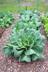 Collard Greens Seeds, Vates Heirloom, Non-GMO, 1000 Seeds, Brassica oleracea