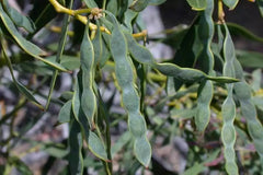 Acacia Saligna Seeds - Golden Wreath Wattle Tree - 25 Seeds - Mimosa Variety - Native Australian Plant