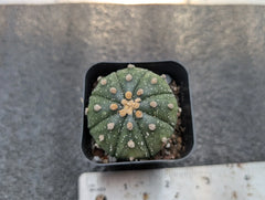 Astrophytum Asterias Rooted Cutting - 1.5 Inch Cactus - Healthy Bare-Root Plant for Succulent Lovers