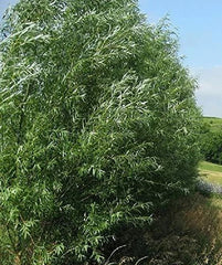 Hybrid Willow Trees - 18 Pack - Fast Growing Privacy Trees for Visual & Sound Barrier - Salix × sepulchralis