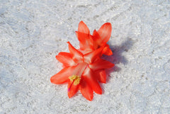 Christmas Cactus Starter Plant - Blushing Belle - Healthy Well Rooted - Schlumbergera Truncata