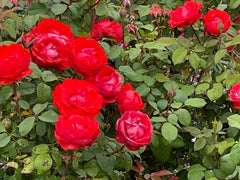 True Passion Rose Plant Cuttings - 4 Pieces - Bright Fiery Blooms - Rosa 'True Passion'