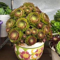 Aeonium Halloween Cuttings - Olive Green with Mahogany Variegation - Madeira Rose (Aeonium arboreum)