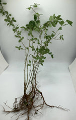 30 Bare Root Chinese Privet Hedge Starts 8-12 Inches - Ligustrum sinense