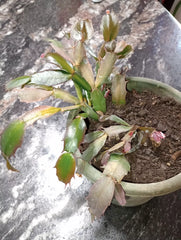 Thanksgiving Cactus Plant - Schlumbergera Truncata - Colorful Holiday Bloomer - Indoor Houseplant