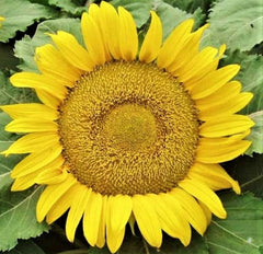 Yellow Pygmy Sunflower Seeds - 50+ Non-GMO Seeds for Planting (Helianthus debilis)