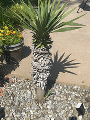 Yucca Pups Bare Root Plants - Dracaena trifasciata Varieties for Indoor and Outdoor Gardening