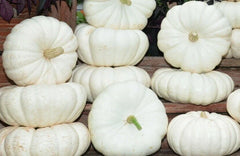 Moon Light F1 Pumpkin Seeds - Fresh Pumpkin Seed Variety - High-Quality Gardening Seeds for Planting