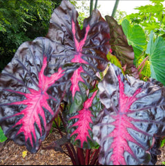 Small Rooted Starter Plant - Colocasia esculenta - Elephant Ear - Tropical Foliage Plant