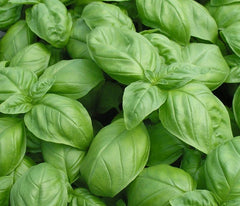 Basil Seed 1000+ Seeds Genovese Fresh Herb Seeds for Planting (Ocimum basilicum)