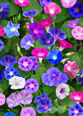 Morning Glory Seeds Mix - 75 Seeds, Red & Blue Flowers, Ipomoea tricolor - Free Shipping on Orders of 15