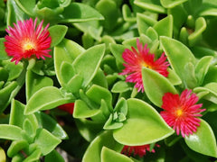 Aptenia Cordifolia Red Apple Sun Rose Cuttings - 24 pcs, 4" to 6" for Rooting, Succulent Plant, Easy Care