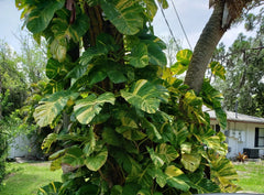 Giant Variegated Golden Pothos Plant - Rooted Live Plant in 2.5" Pot - Epipremnum aureum, Climbing Variety, Hawaiian