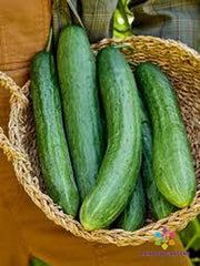 Sweet Success Cucumber Seeds - 25 Count - Heirloom Variety - Cucumis sativus - Ideal for Garden Planting, USA