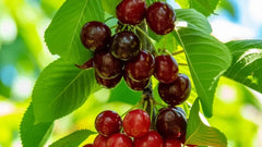 Sweetheart Cherry Seeds - 10+ Pack for Garden Planting - Prunus avium - USA Grown, Fast Shipping