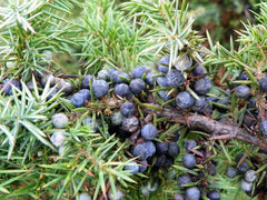 Common Juniper Seeds - 50 Pack - Juniperus communis - Hardy Evergreen Ground Cover Plant