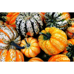 Acorn Carnival Squash Seeds, 30 Seeds, Vine Variety, Cucurbita pepo, Heirloom Fruit
